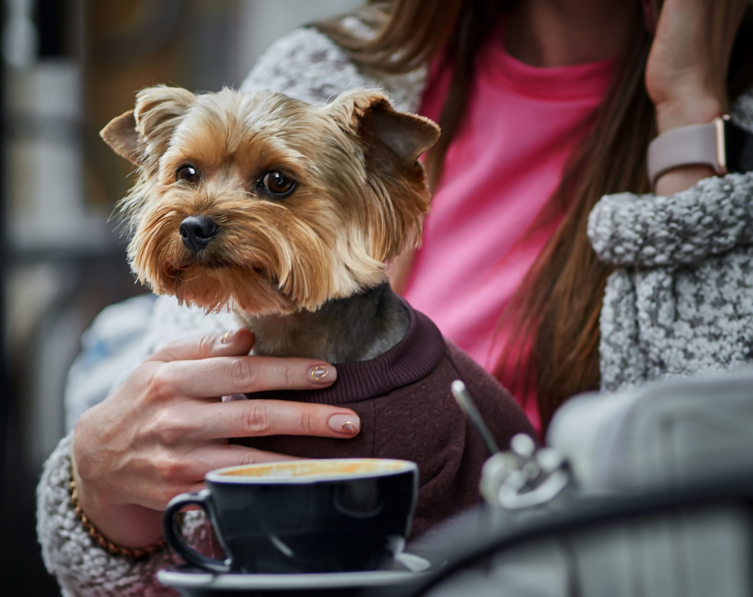 dog and woman in a cafe dog-and-woman-in-a-cafe